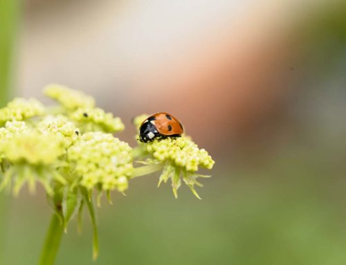 Photographie macro